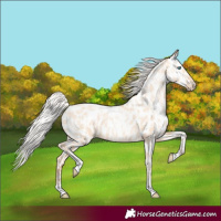 Horse Color:Silver Amber Champagne Pearl Dun Tobiano Appaloosa Rabicano and Silver Amber Champagne Pearl Dun Tobiano Appaloosa Rabicano