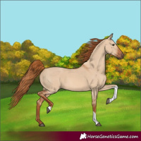 Horse Color:Red Dun Tobiano