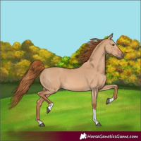Horse Color:Red Dun Tobiano 