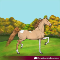 Horse Color:Red Dun Tobiano