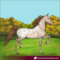 Horse Color:Red Dun Tobiano Appaloosa