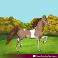 Horse Color:Red Dun Tobiano 