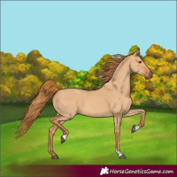 Horse Color:Red Dun Tobiano