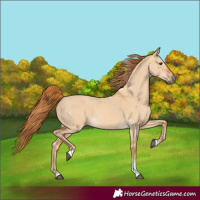 Horse Color:Red Dun Tobiano 