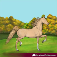 Horse Color:Red Dun Tobiano
