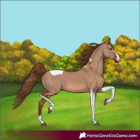 Horse Color:Red Dun Tobiano 