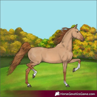 Horse Color:Red Dun Tobiano
