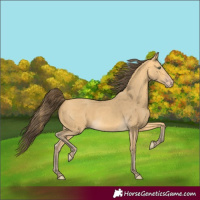 Horse Color:Amber Cream Champagne 