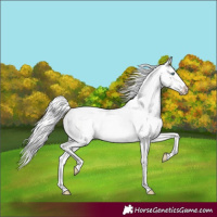 Horse Color:Cremello Roan 