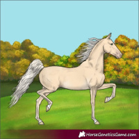 Horse Color:Gold Cream Champagne