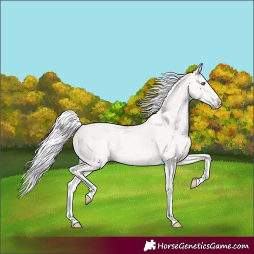 Horse Color:Cremello 