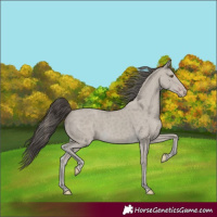Horse Color:Classic Cream Champagne