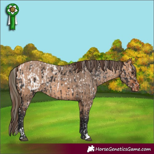 Horse Color:Liver Chestnut Mushroom Tobiano Appaloosa Rabicano  and Bay Dun Appaloosa Rabicano 