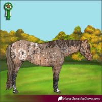 Horse Color:Liver Chestnut Mushroom Tobiano Blanket Rabicano  and Bay Dun Snowflake Varnish Rabicano 