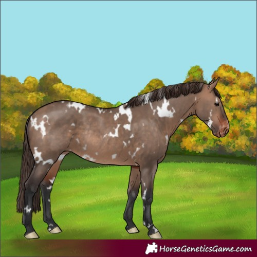 Horse Color:White Spotted Bay Dun Mushroom Appaloosa Rabicano 