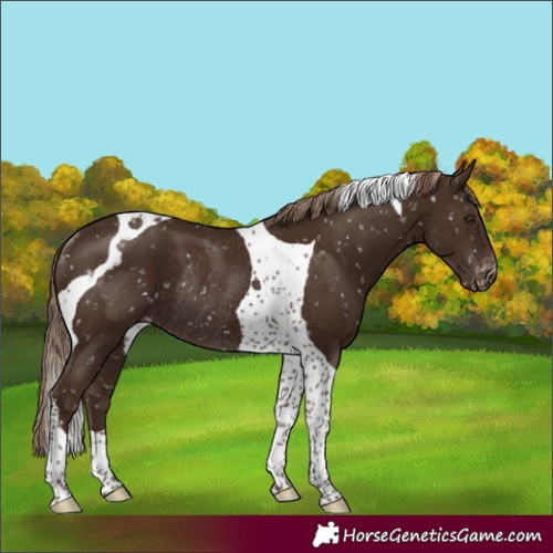 Horse Color:Liver Chestnut Tobiano Appaloosa Rabicano 