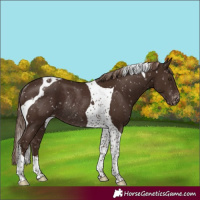 Horse Color:Liver Chestnut Tobiano Snowcap Rabicano 