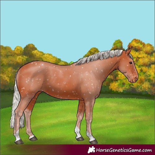Horse Color:Silver Bay Tobiano Appaloosa Rabicano 