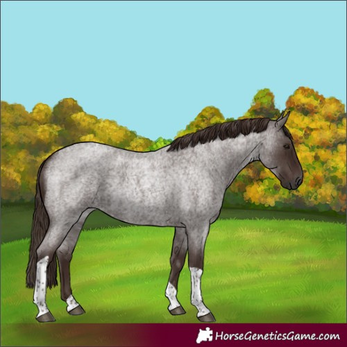 Horse Color:Liver Red Roan Tobiano Rabicano
