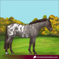 Horse Color:Liver Red Roan Appaloosa Rabicano