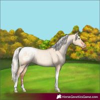 Horse Color:Silver Amber Champagne Pearl Dun Tobiano Blanket Rabicano  and Silver Bay Pearl Dun Tobiano Blanket Rabicano 
