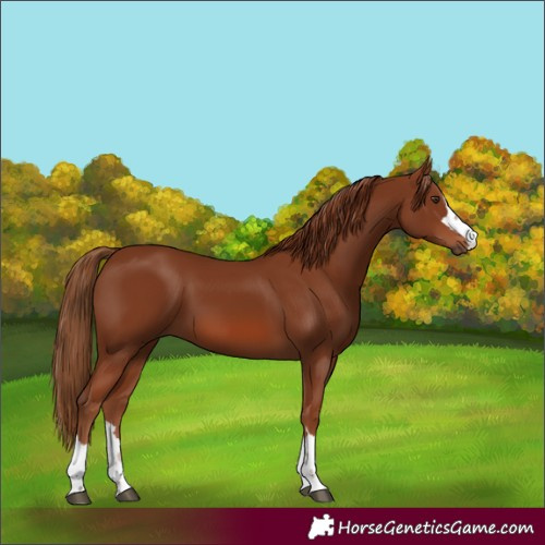 Horse Color:Chestnut 