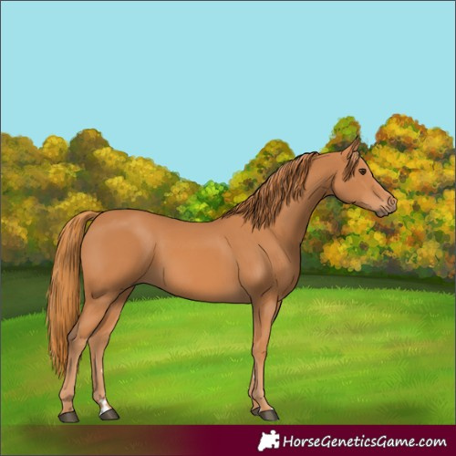 Horse Color:Chestnut 