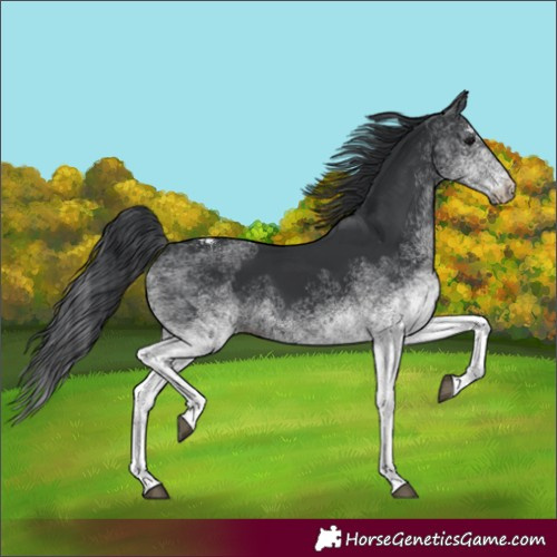 Horse Color:White Spotted Black 