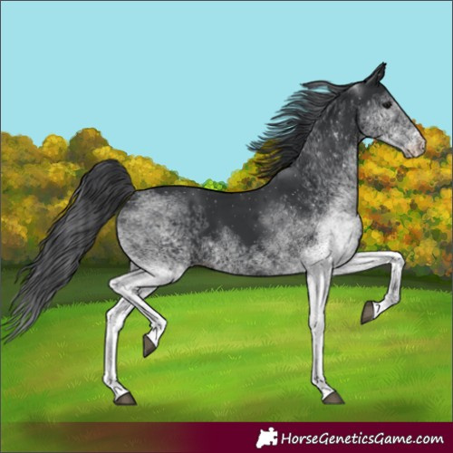Horse Color:White Spotted Black 