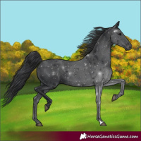 Horse Color:Black 