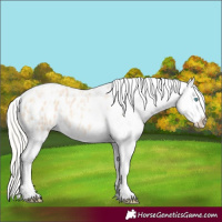 Horse Color:Silver Amber Champagne Pearl Dun Tobiano Blanket Rabicano and Silver Bay Pearl Dun Tobiano Blanket Rabicano