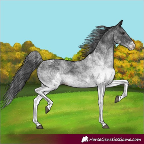 Horse Color:White Spotted Black 