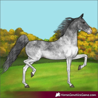 Horse Color:White Spotted Black