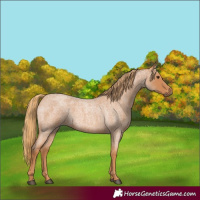 Horse Color:Red Roan 