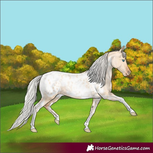 Horse Color:Silver Amber Champagne Pearl Dun Tobiano Blanket Rabicano  and Silver Bay Pearl Dun Tobiano Blanket Rabicano 