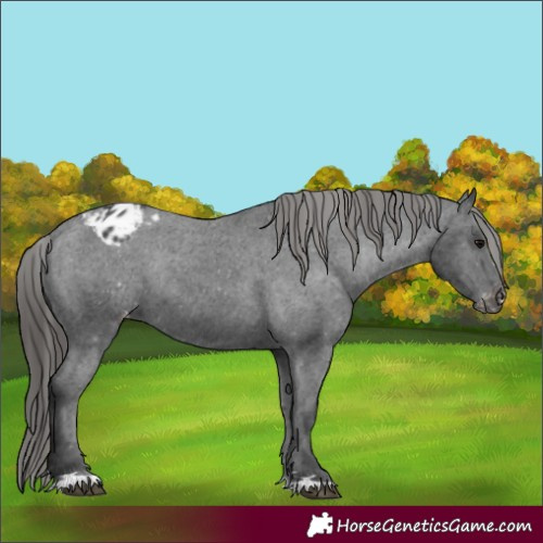 Horse Color:Black Appaloosa Rabicano