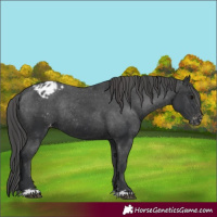 Horse Color:Black Appaloosa Rabicano