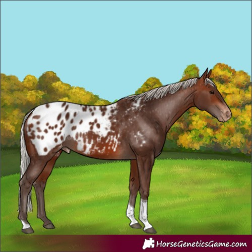 Horse Color:Silver Brown Tobiano Appaloosa Rabicano
