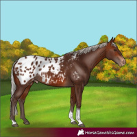 Horse Color:Silver Brown Tobiano Appaloosa Rabicano