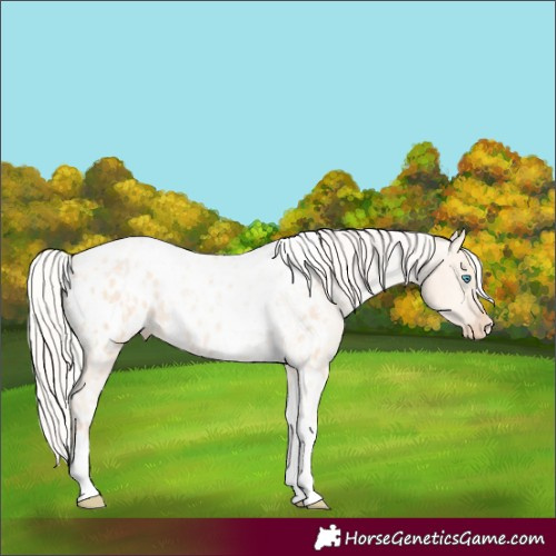 Horse Color:Silver Amber Champagne Pearl Dun Tobiano Blanket Rabicano  and Silver Amber Champagne Pearl Dun Tobiano Blanket Rabicano 