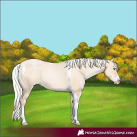 Horse Color:Silver Amber Champagne Pearl Dun Tobiano Appaloosa Rabicano and Silver Amber Champagne Pearl Dun Splash Tobiano Appaloosa Rabicano