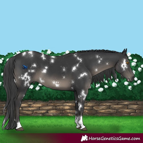 Horse Color:White Spotted Black Tobiano 