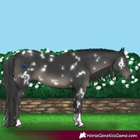 Horse Color:White Spotted Black Tobiano