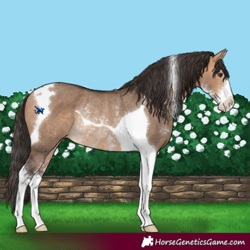 Horse Color:Bay Dun Sabino Tobiano Rabicano