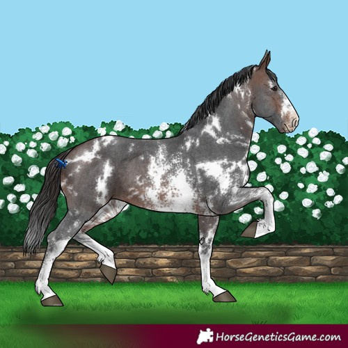 Horse Color:White Spotted Brown Sabino 
