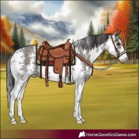 Horse Color:Smoky Grullo Sabino 