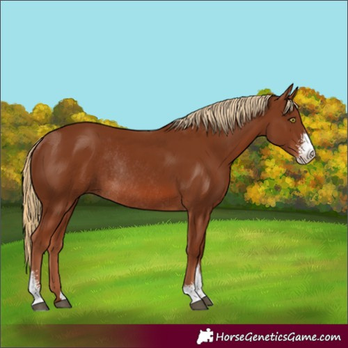 Horse Color:Chestnut Sabino Rabicano 