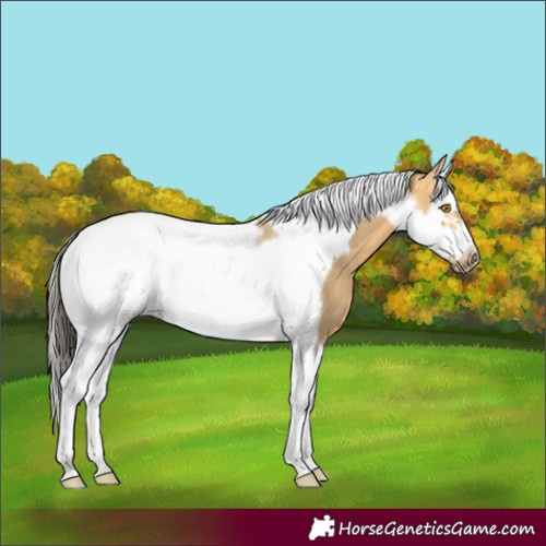 Horse Color:Buckskin Dun Splash Tobiano Frame Rabicano 