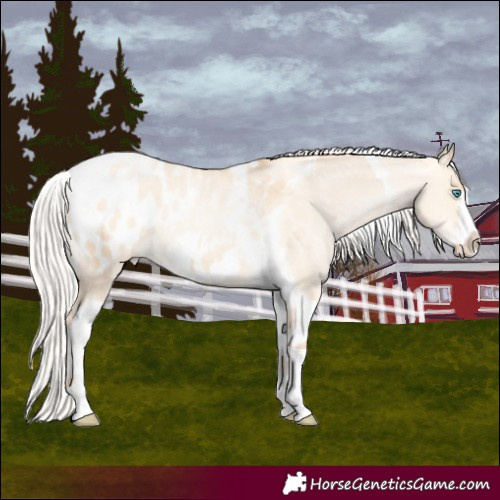 Horse Color:Silver Amber Champagne Pearl Dun Tobiano Appaloosa Rabicano  and Silver Amber Champagne Pearl Dun Tobiano Frame Appaloosa Rabicano 