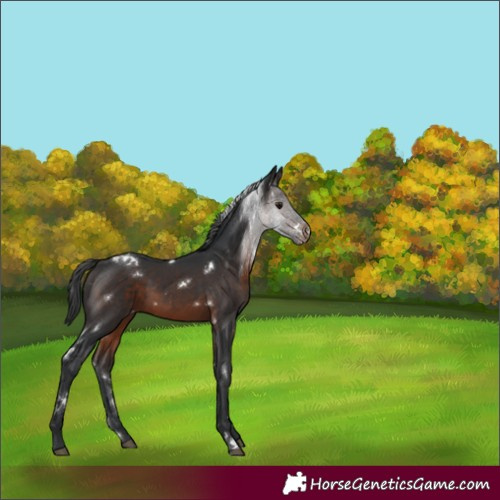 Horse Color:White Spotted Brown Appaloosa 